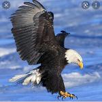 Philly Gridiron Wreckers Logo