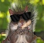 Blind Squirrels..........X Logo