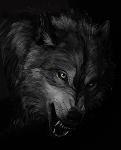 Shadow Wolf_JR Logo