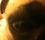 Gimps & Midgets Logo