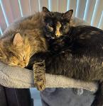 The Whisker Warriors Logo