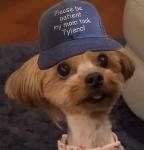 Sons of Tylenol Logo