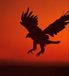 South Shore Golden eagles Logo