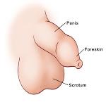 Dublin Steelers Logo