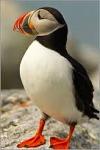 Lundy Puffins Logo