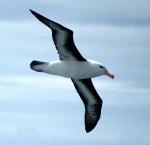 Long Island Albatross Logo