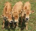 WisconsinJersey Logo