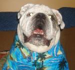 Boozer's Bullies Logo