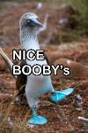 NICE BOOBY’s Logo