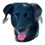 IDP BLACK DOG Logo