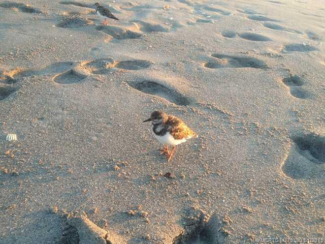 Other. moments from our beaches. Ideal for those morning or evening strolls