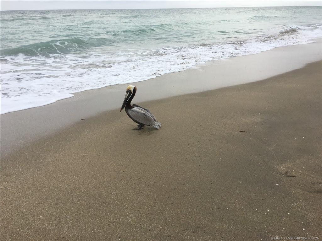 Pelican Paradise