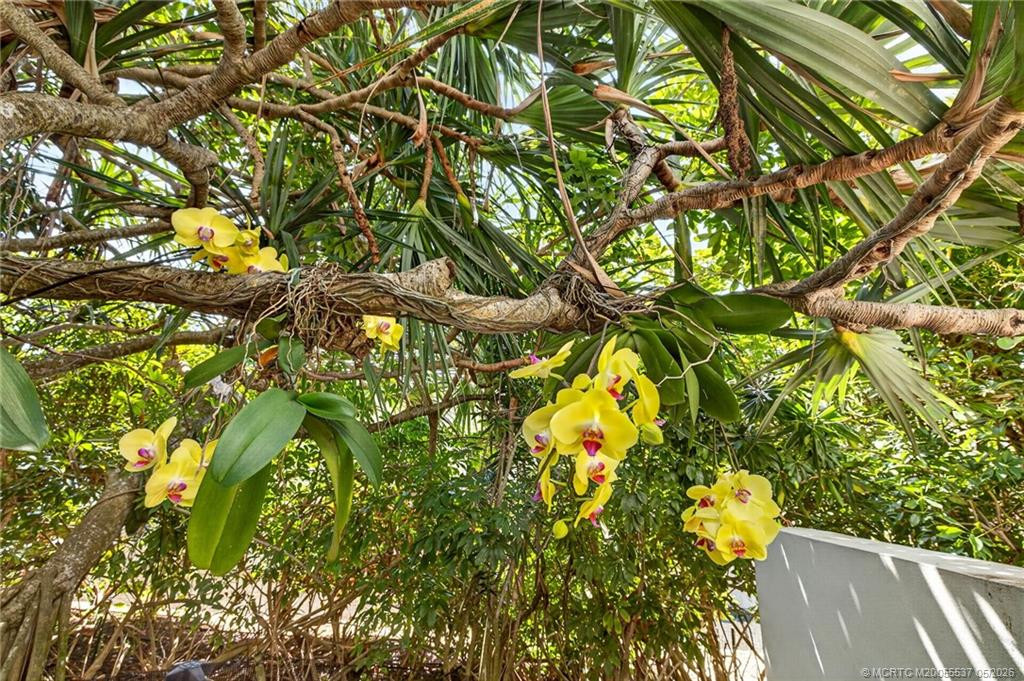 Orchid in bloom
