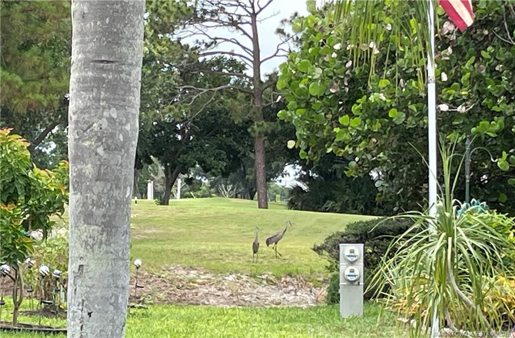 Birds galore in the community. Sandhill Cranes.