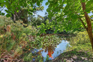 Large natural pond with flowering lily pads