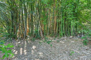 Bamboo trees