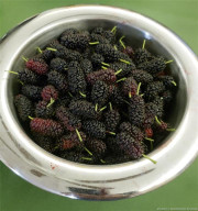 Mulberries