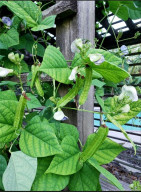 Exotic Winged Bean (trellis)