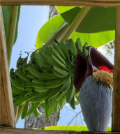 Ripening Bananas