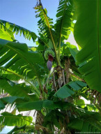 8 varieties of bananas can be found in the banana grove.
