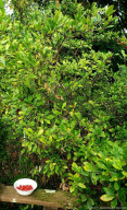 Miracle Fruit