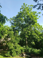 Mamey Sapote Tree largest tree on property
