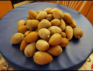 Mamey Sapote
