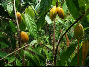 Cacao pods