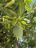 Glenn mango