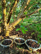 Jaboticaba