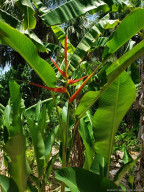Heliconia