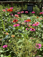 Beautiful flowers can be found throughout the property.