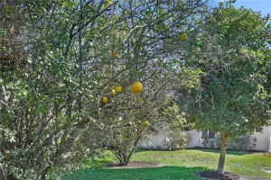 Your own Lemon Tree