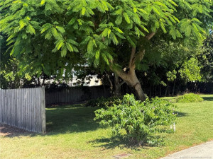 ROYAL POINCIANA near SE Corner