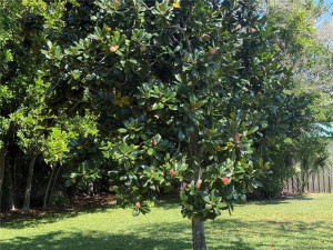 Magnolia