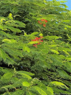 Do you see the Royal Poinciana Bloom?