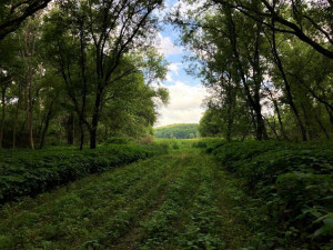 Photo for TBD24 County 117, Wykoff, MN 55990 - Listing #5625084 TBD24 County 117, Wykoff, MN 55990