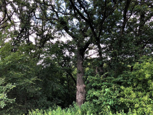 Photo for TBD24 County 117, Wykoff, MN 55990 - Listing #5625084 TBD24 County 117, Wykoff, MN 55990