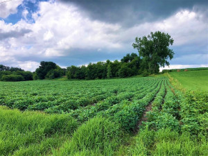 Photo for TBD24 County 117, Wykoff, MN 55990 - Listing #5625084 TBD24 County 117, Wykoff, MN 55990
