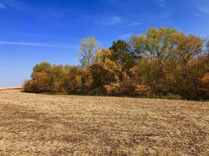 Photo for TBD24 County 117, Wykoff, MN 55990 - Listing #5625084 TBD24 County 117, Wykoff, MN 55990