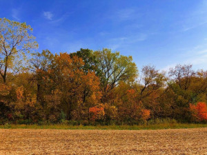 Photo for TBD24 County 117, Wykoff, MN 55990 - Listing #5625084 TBD24 County 117, Wykoff, MN 55990