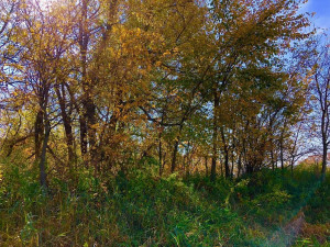 Photo for TBD24 County 117, Wykoff, MN 55990 - Listing #5625084 TBD24 County 117, Wykoff, MN 55990