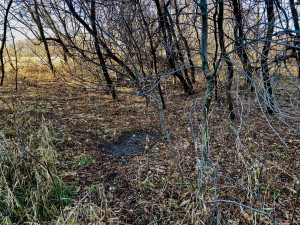 Photo for XXXX County 16 Road SE, Rochester, MN 55904 - Listing #5687354 XXXX County 16 Road SE, Rochester, MN 55904