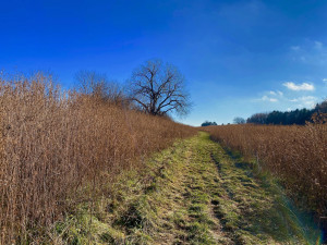 Photo for XXXX County 16 Road SE, Rochester, MN 55904 - Listing #5687354 XXXX County 16 Road SE, Rochester, MN 55904