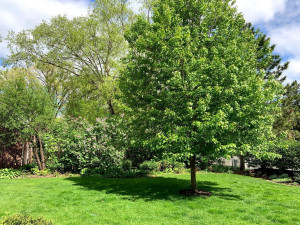 Photo for 601 6th Avenue SW, Austin, MN 55912 - Listing #5721709 601 6th Avenue SW, Austin, MN 55912