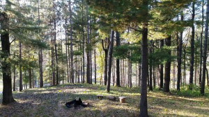 Photo for 535 770th Avenue, Spring Valley, WI - Listing #5735061 535 770th Avenue, Spring Valley, WI