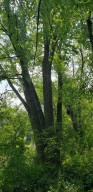 Photo for TBD Lost Loop Road, Chatfield, MN 55923 - Listing #6089468 TBD Lost Loop Road, Chatfield, MN 55923