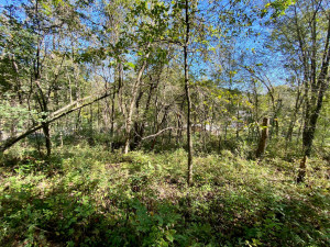 Photo for 20513 Highway 248, Rollingstone, MN 55969 - Listing #6106469 20513 Highway 248, Rollingstone, MN 55969
