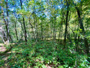 Photo for 20513 Highway 248, Rollingstone, MN 55969 - Listing #6106469 20513 Highway 248, Rollingstone, MN 55969