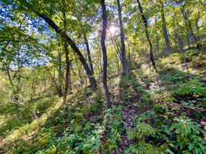 Photo for 20513 Highway 248, Rollingstone, MN 55969 - Listing #6106469 20513 Highway 248, Rollingstone, MN 55969